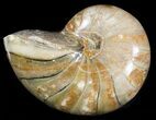 Polished Nautilus Fossil - Madagascar #47387-1